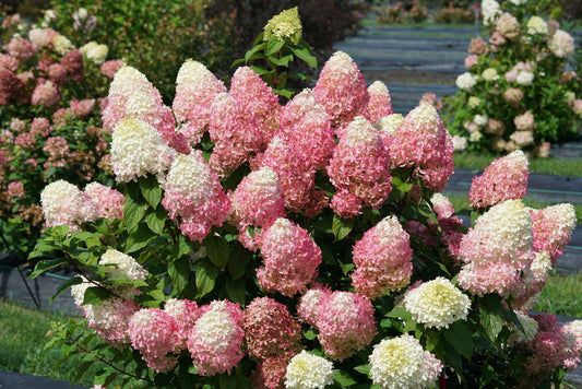 Hydrangea Vanilla Strawberry Top Graft 5G
