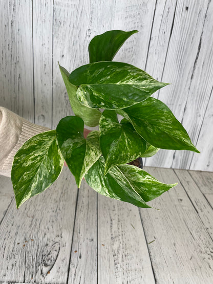 Pothos Marble Queen 4" Pot