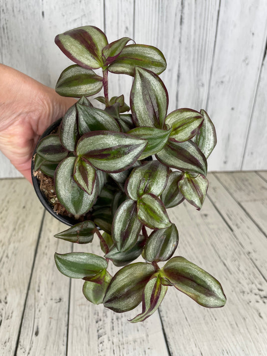 Tradescantia Purple Zebrina 4" Pot