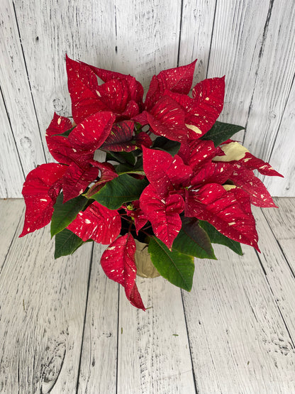 Red & Ivory Speckle Poinsettia