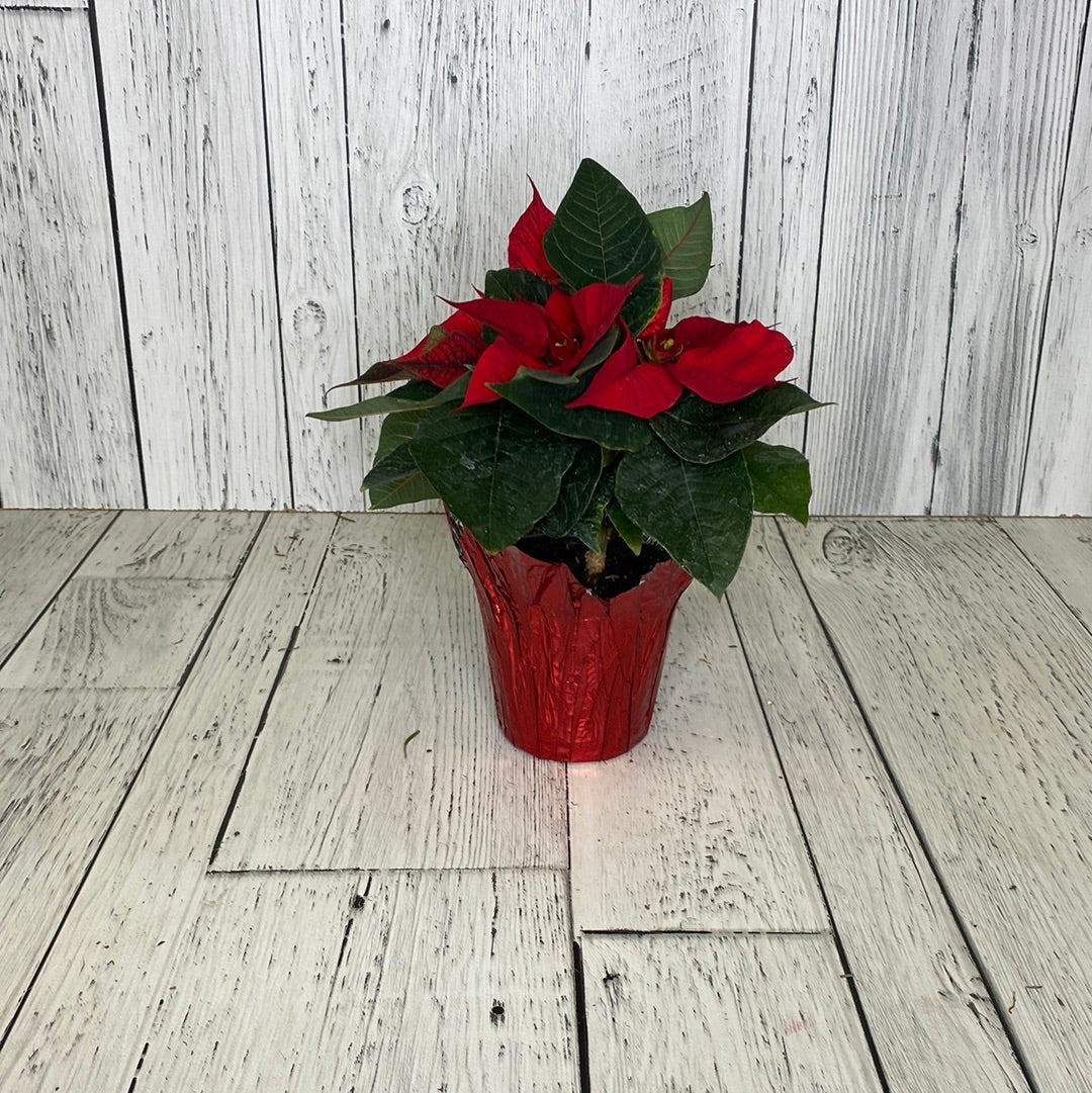 Red Poinsettia