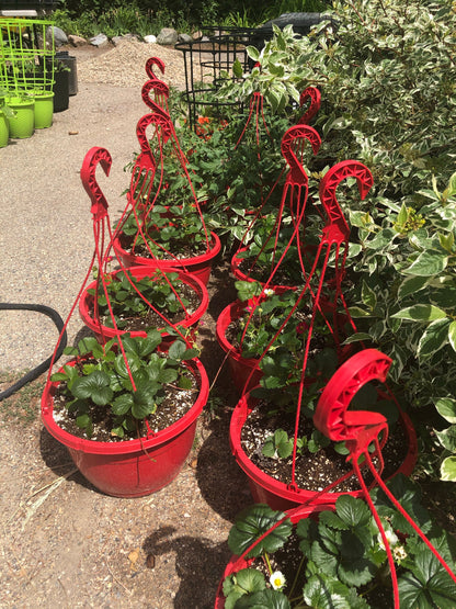 Strawberry Hanging Basket