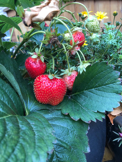 Strawberry Hanging Basket