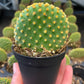Prickly Pear Cactus 2.5" Pot
