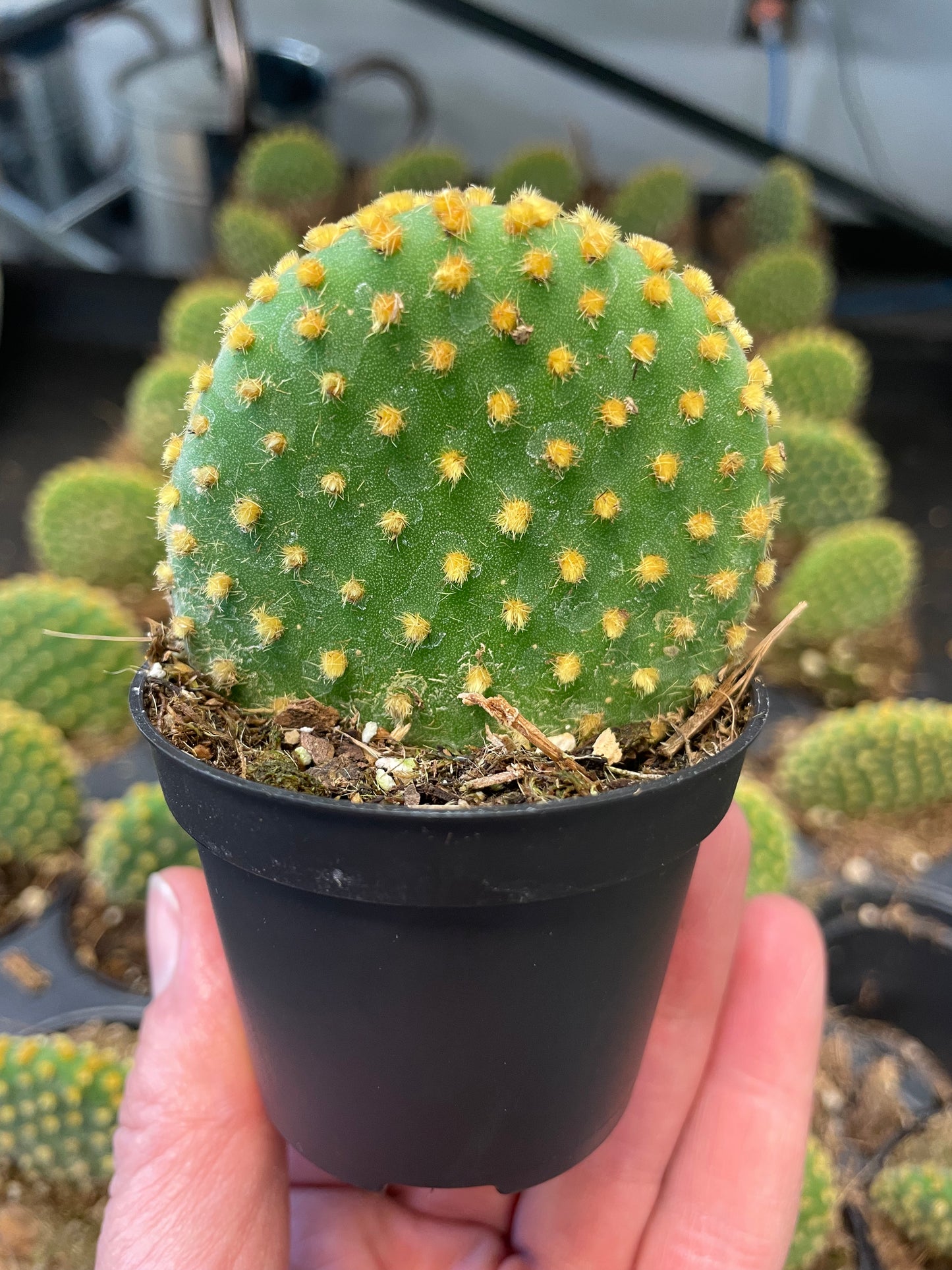 Prickly Pear Cactus 2.5" Pot