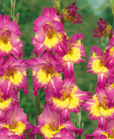 Gladiolus Dutch Far West Jumbo Bulbs