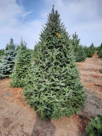 Christmas Tree Balsam Fir 6-7ft