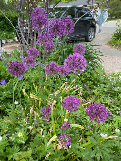 Allium Summer Drummer
