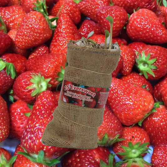 Strawberry Eclair Bare Root Promo Pack