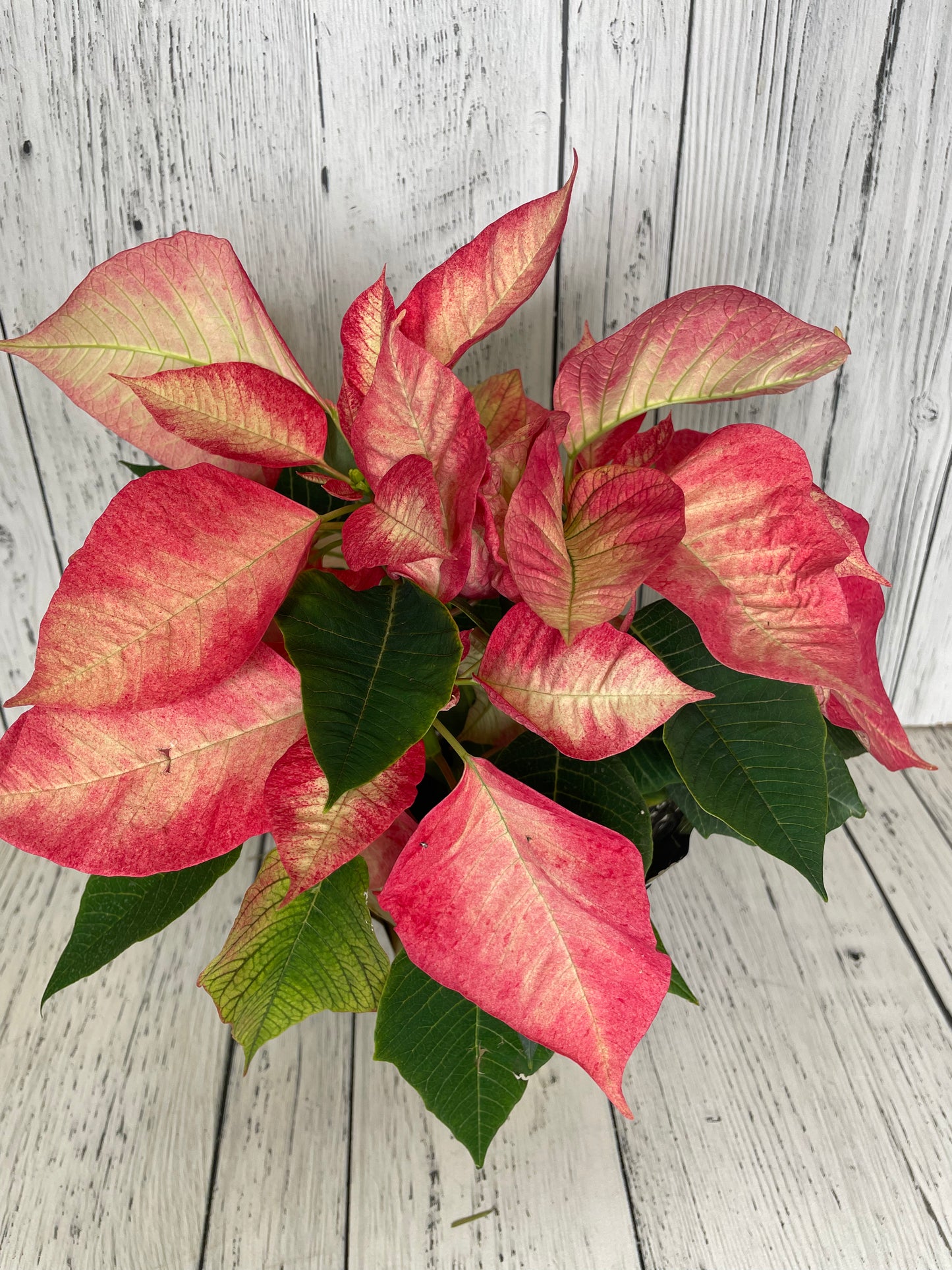 Pink Fade Poinsettia