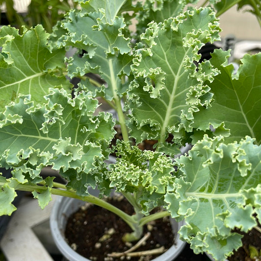 Winterbor Kale