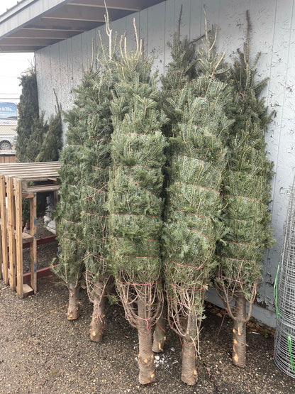 Christmas Tree Balsam Fir 6-7ft