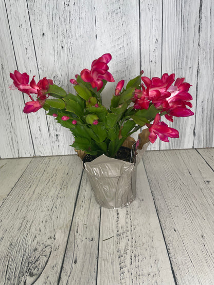 Zygo Christmas Cactus 4" Pot