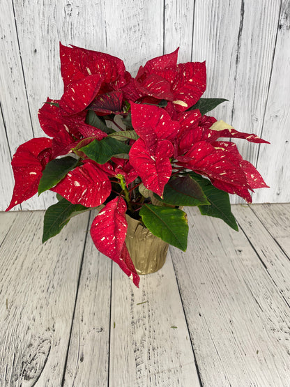Red & Ivory Speckle Poinsettia
