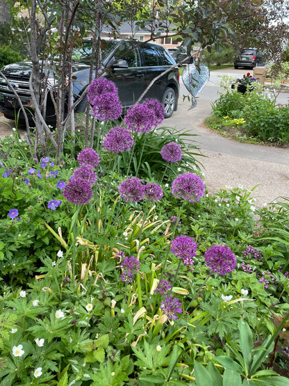 Allium Summer Drummer