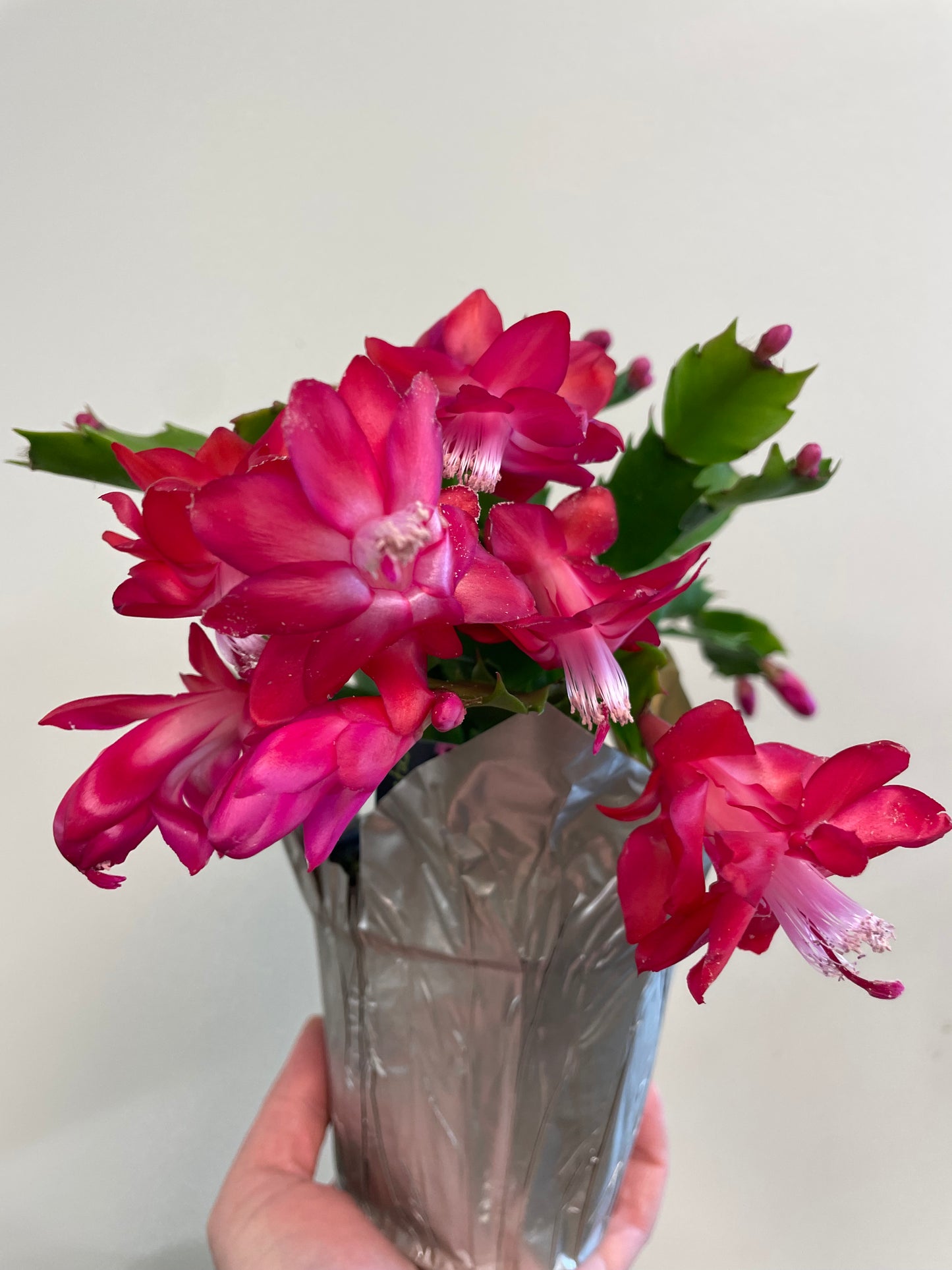 Zygo Christmas Cactus 4" Pot