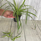Spider Plant Variegated  4"