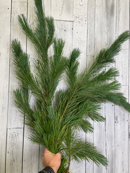 White Pine Fresh Greens Bunch