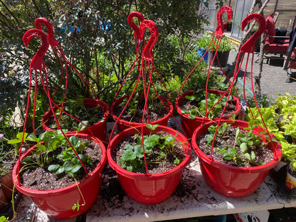 Strawberry Hanging Basket