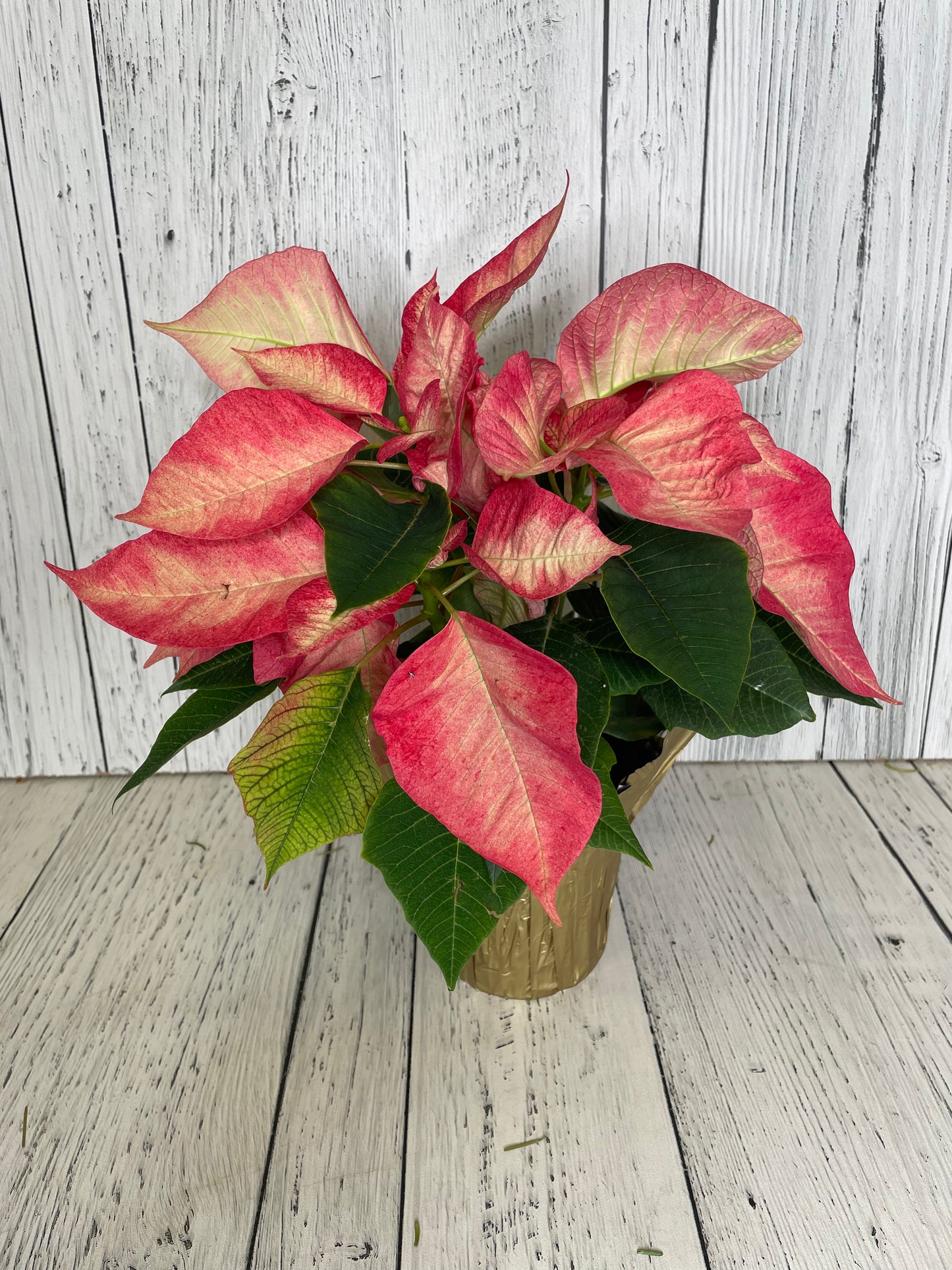 Pink Fade Poinsettia