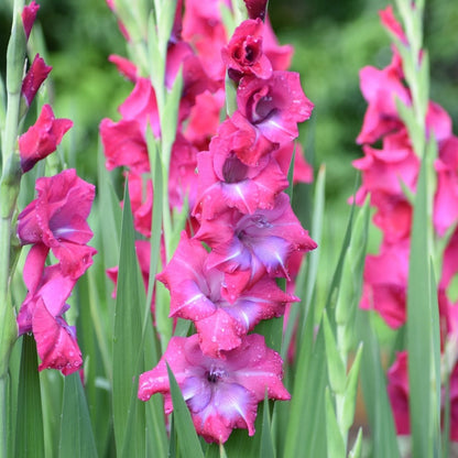 Gladiolus Novelty Dutch Lumiere  Bulbs