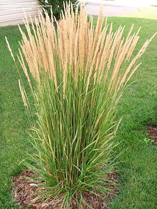 Grass Karl Foerster 2 Gallon