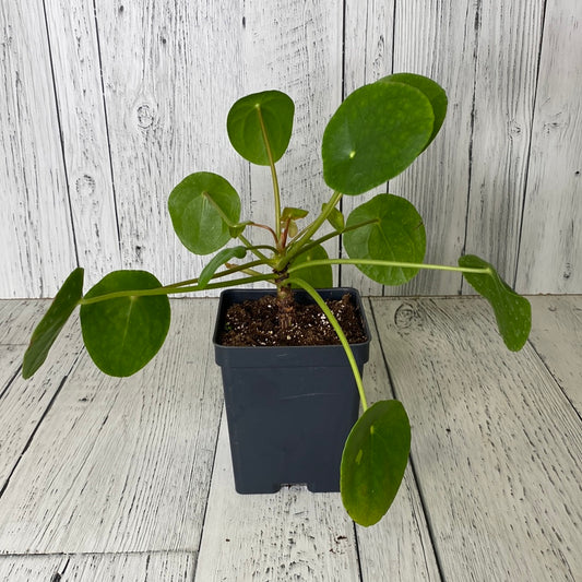 Chinese Money Plant