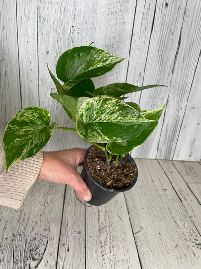 Pothos Marble Queen 4" Pot