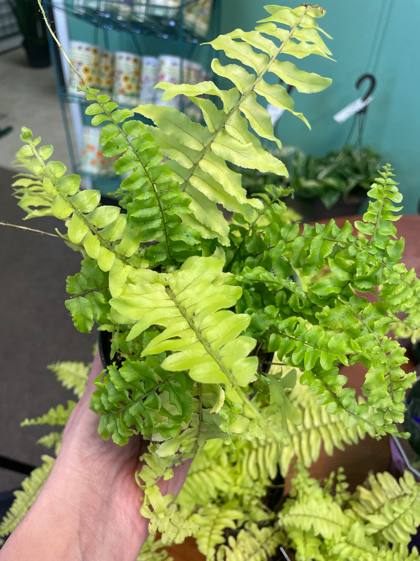 Boston Fern Tiger 4" Pot