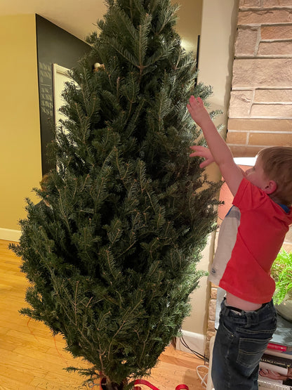 Christmas Tree Balsam Fir 6-7ft