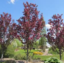 Ornamental Crabapple Gladiator Rosybloom 7G