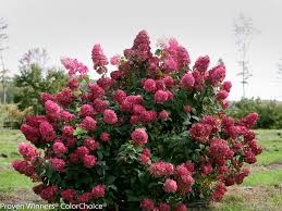 Hydrangea Diamond Rouge 2G