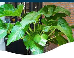 Caladium Alocasia Elephant Ears Bulb