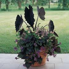 Colocasia Black Magic