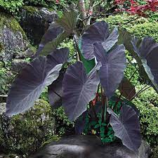 Colocasia Black Magic