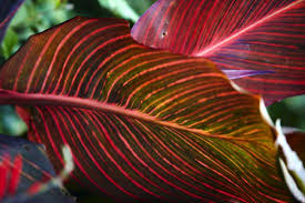 Canna Lily Variegated Leaf Durban Root