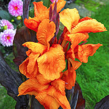 Canna Lily Bronzeleaf Wyoming Root