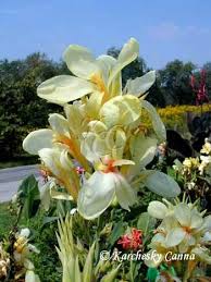 Canna Lily Greenleaf Vanilla Cream Root