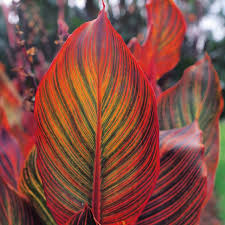 Canna Lily Variegated Leaf Durban Root