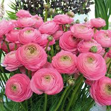 Ranunculus Amandine Marshmallow Bulbs