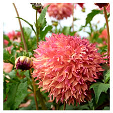 Dahlia Myrtle's Folly Dinnerplate Clump