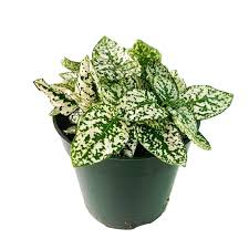 Polka Dot Hypoestes Hippo White 4" Pot