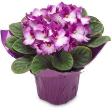 African Violet 4" Pot