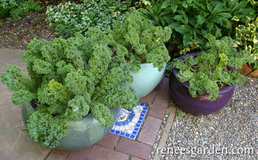 Kale Container Green Curls