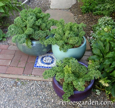 Kale Container Green Curls