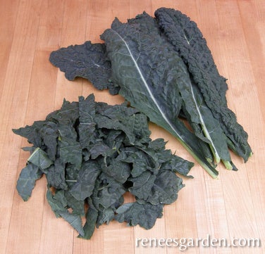 Kale Lacinato Dinosaur