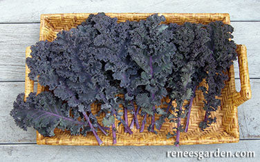 Kale Purple Moon Organic