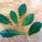 Kale Tuscan Baby Leaf