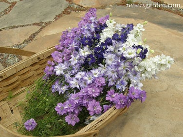 Larkspur Singing The Blues