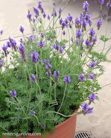 Lavender Fernleaf Multifida